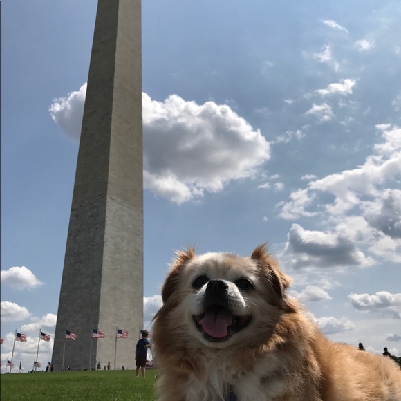 Meet your Posher, Coco - Picture 2 of 8