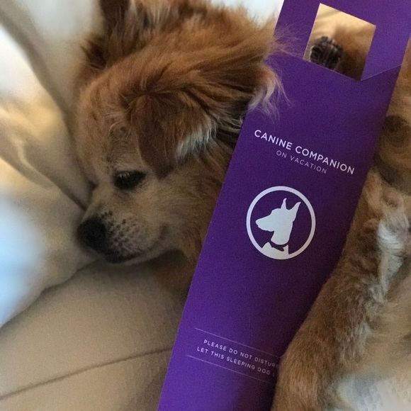 Meet your Posher, Coco - Picture 7 of 8