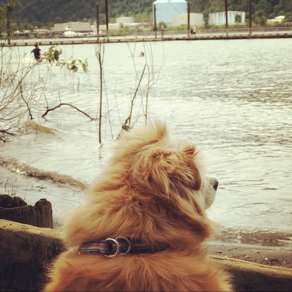 Meet your Posher, Coco - Picture 5 of 8