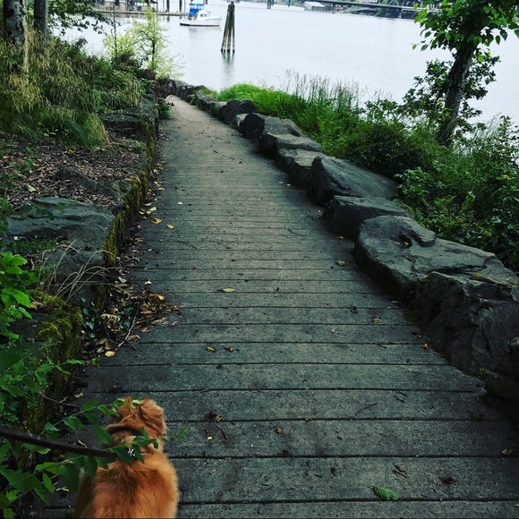 Meet your Posher, Coco - Picture 6 of 8