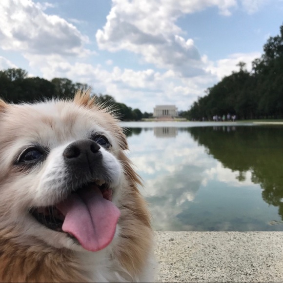 Meet your Posher, Coco - Picture 4 of 8