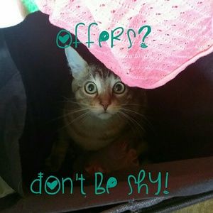 😺 Offers Loved! 💞