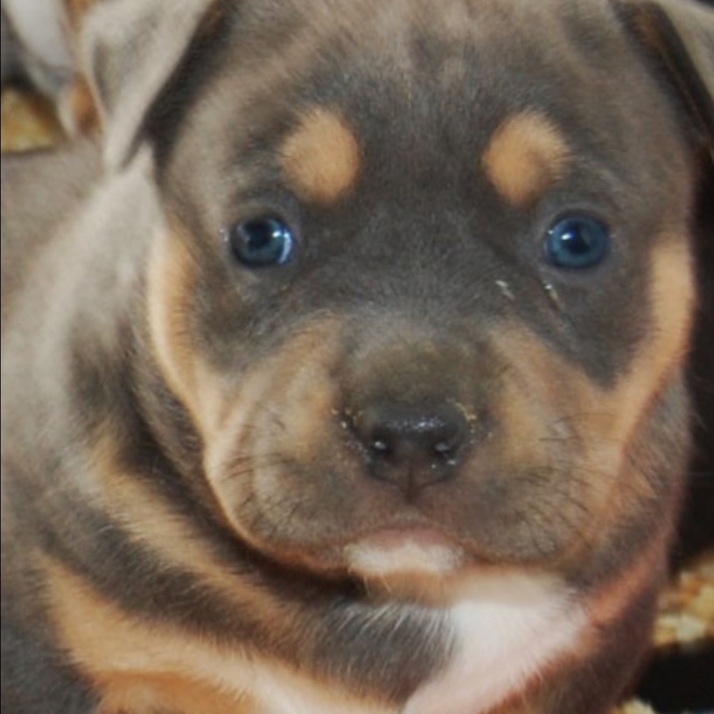 Meet your Posher, Josh