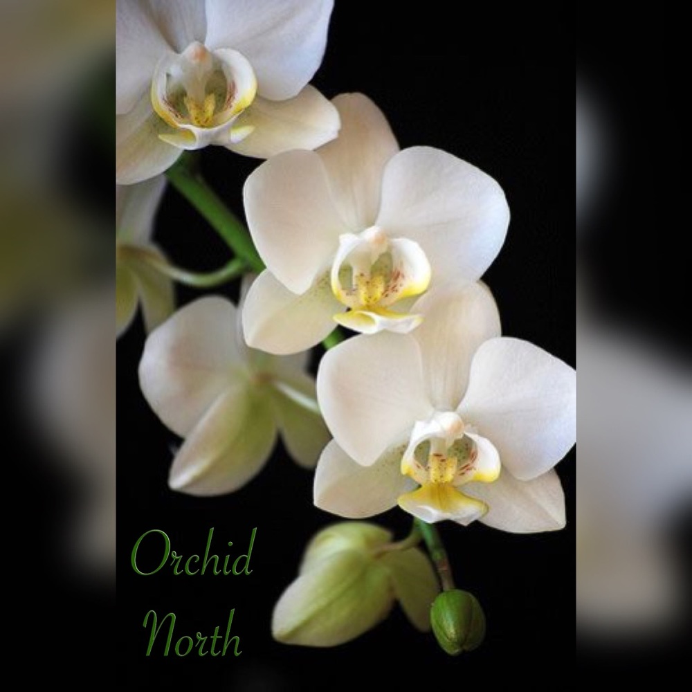 Meet your Posher, Orchid