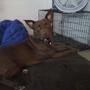 Meet your Posher, Tj