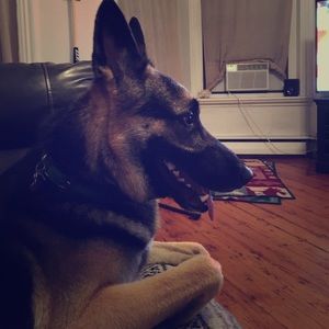 German Shepard