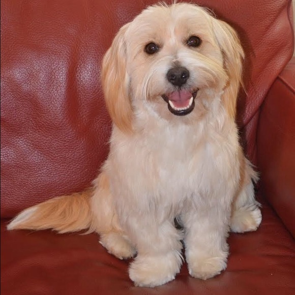 Meet your Posher, Rene - Picture 1 of 1