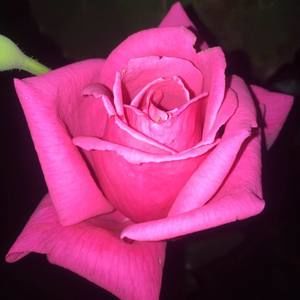 Meet your Posher, Denise