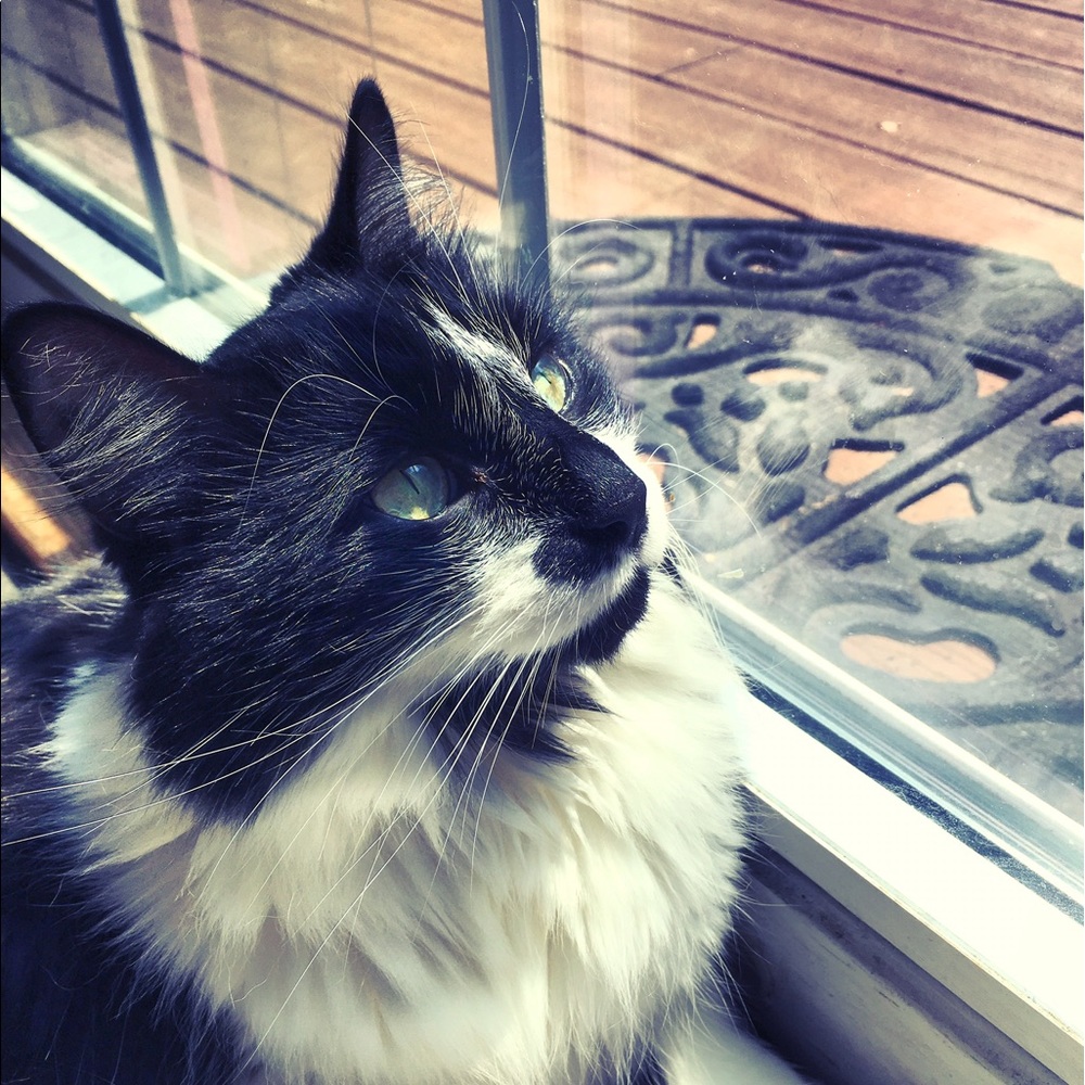 Meet your Posher, Bridget