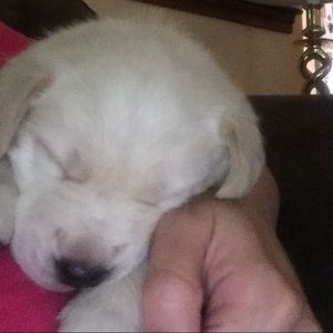 Meet your Posher, Bonnie