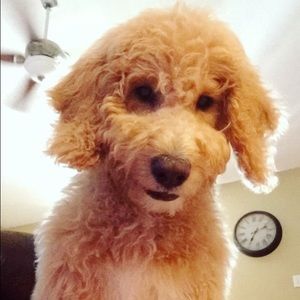 Meet your Posher, Andy