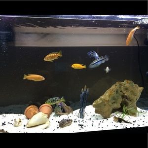 Meet your Posher, Brandi