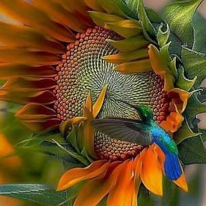 Meet your Posher, Shirley