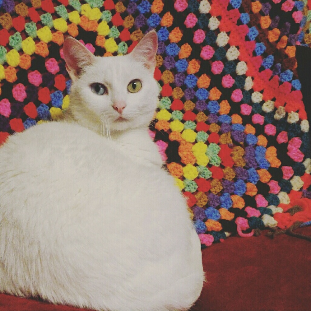 Meet Your Posher's Pets