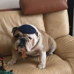 Meet your Posher, Boris