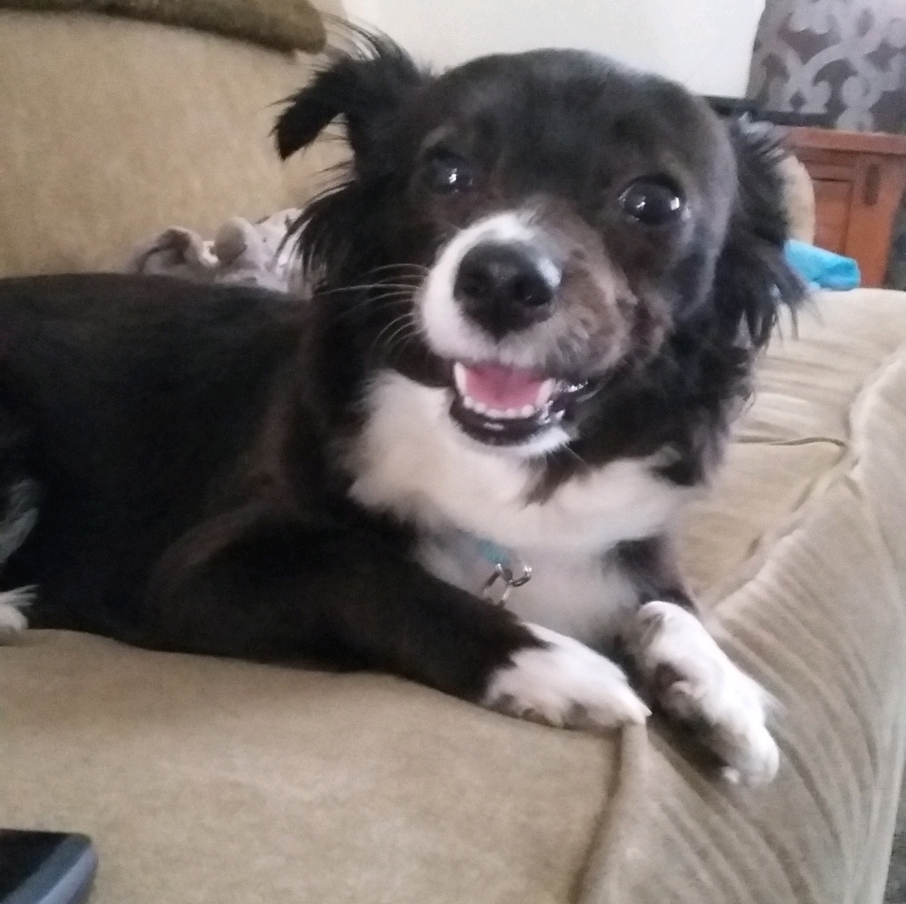 Meet your Posher, Dolores