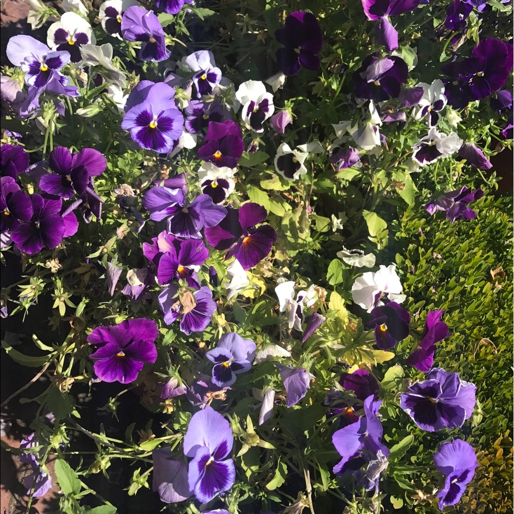 Meet your Posher, Jackie