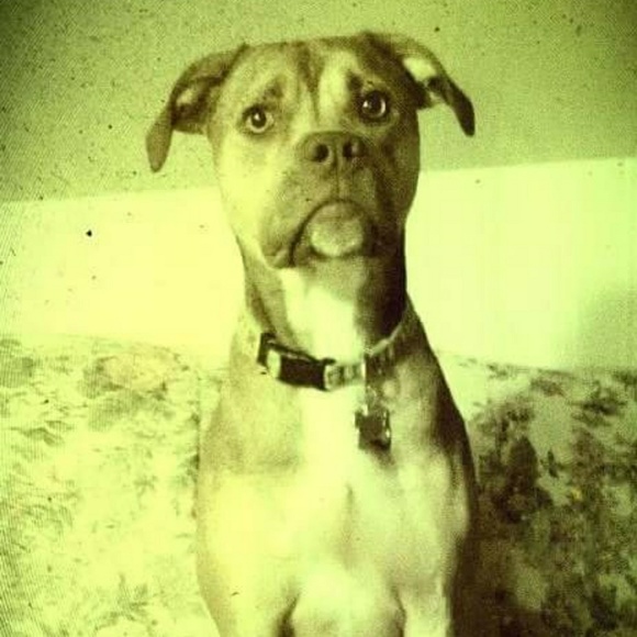 Meet your Posher, Amy - Picture 2 of 6