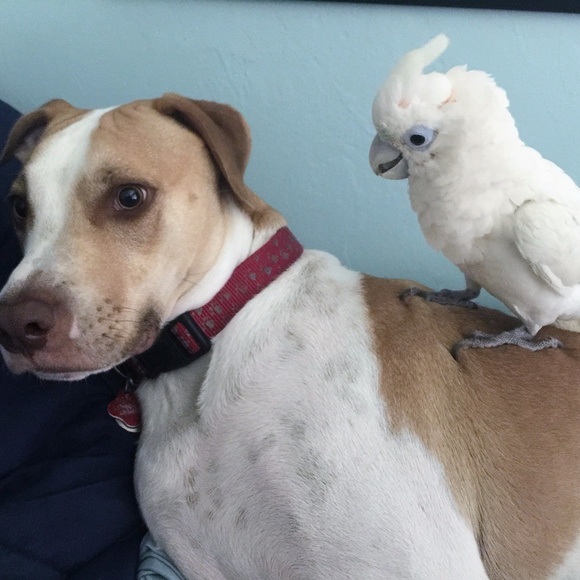 Meet your Posher, Mabel - Picture 4 of 4