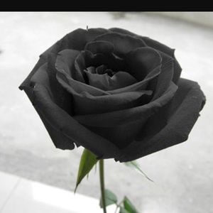 Meet your Posher, Adrian