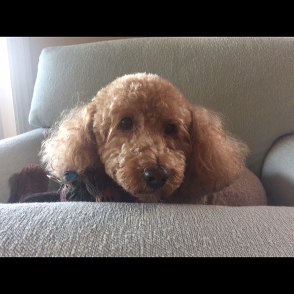 Meet your Posher, Sue - Picture 1 of 1