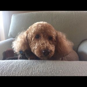 Meet your Posher, Sue