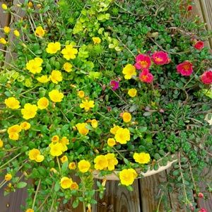 Meet your Posher, Joyce