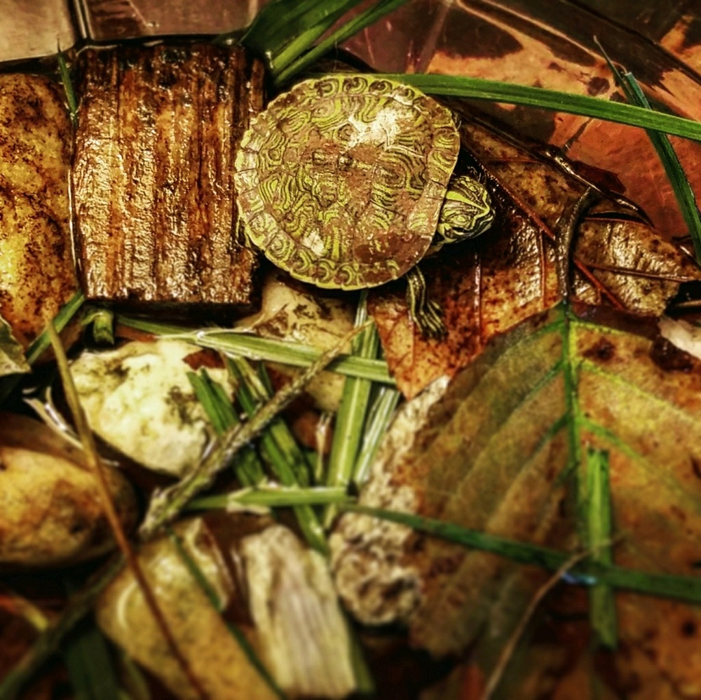 Meet your Posher, Kim