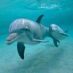 Meet your Posher, Roberta