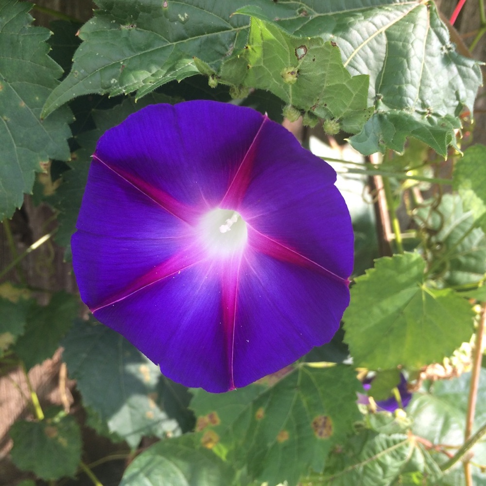 Meet your Posher, Mims