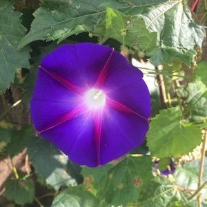 Meet your Posher, Mims