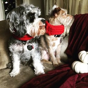 Hand-Knit Pet Scarves