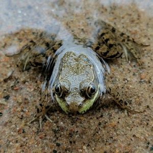 Meet your Posher, Evan