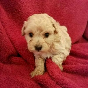 Meet your Posher, Allison