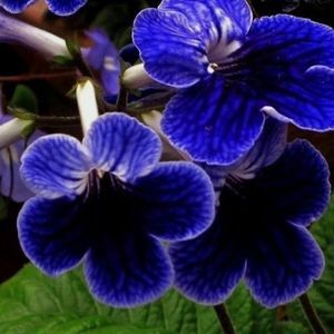 Meet your Posher, Haydee