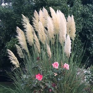 Meet your Posher, Susama