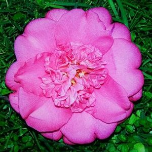 Meet your Posher, Ariella