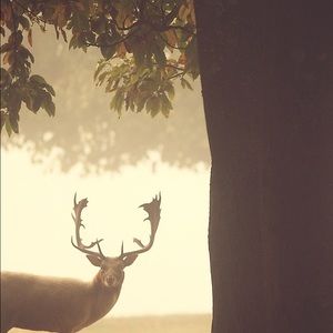 Meet your Posher, Boone