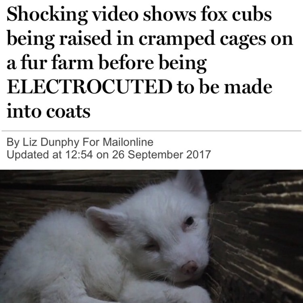 Designer animal cruelty