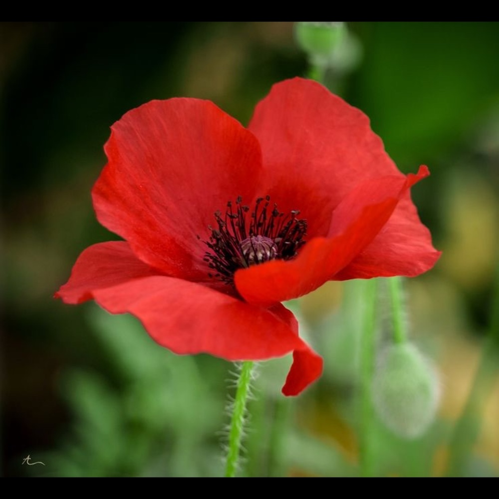 Meet your Posher, The Poppy Place