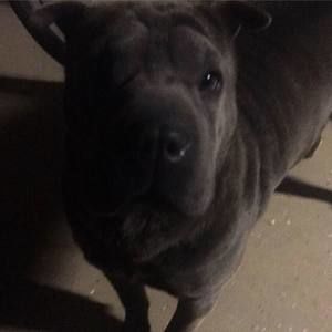 Meet your Posher, Gil