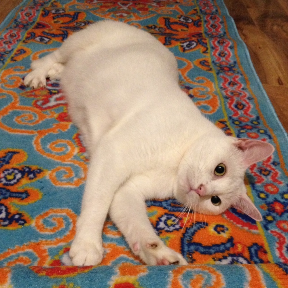 Meet your Posher, Elle