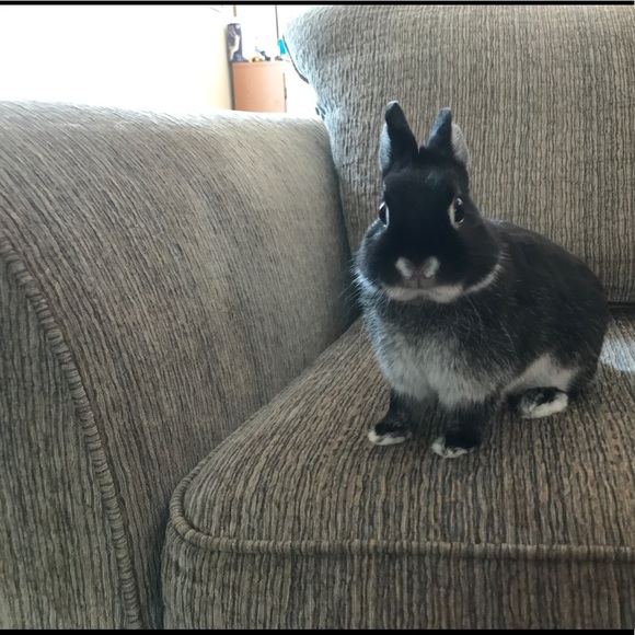 Meet your Posher, Breanna - Picture 1 of 1