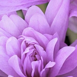 Meet your Posher, Codi