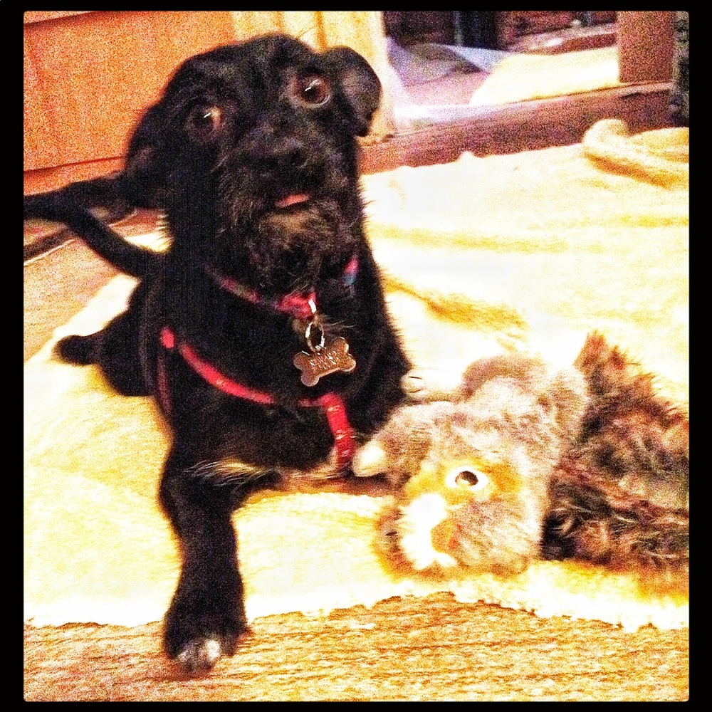 Meet your Posher, Rani