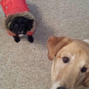 Meet your Posher, Linda