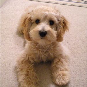 Meet your Posher, Lee