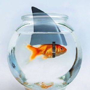 Meet your Posher, Hanna