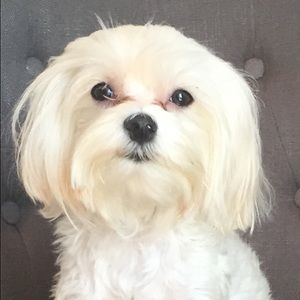 Meet your Posher, Lilly