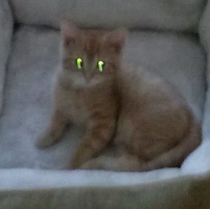 Meet your Posher, Ronda